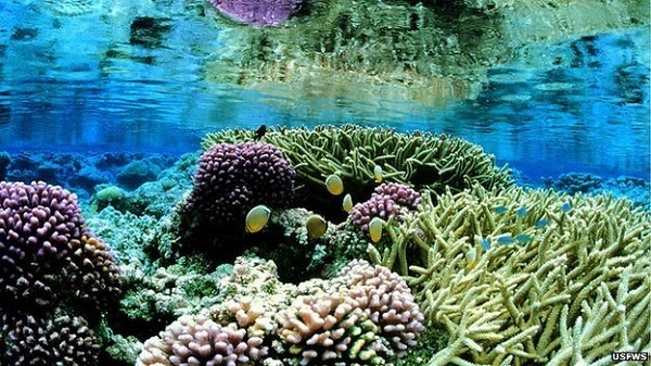 Khu bảo tồn san hô
