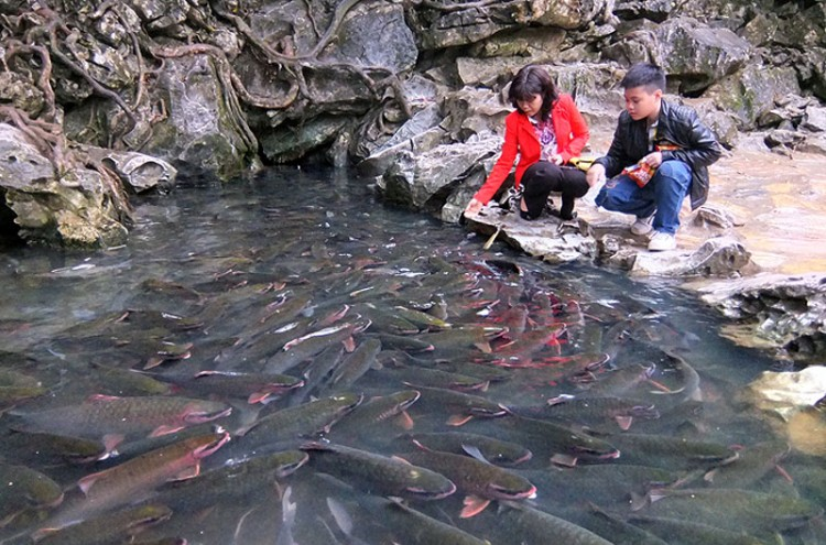 Suối Cá Thần Cẩm Lương, Thanh Hóa
